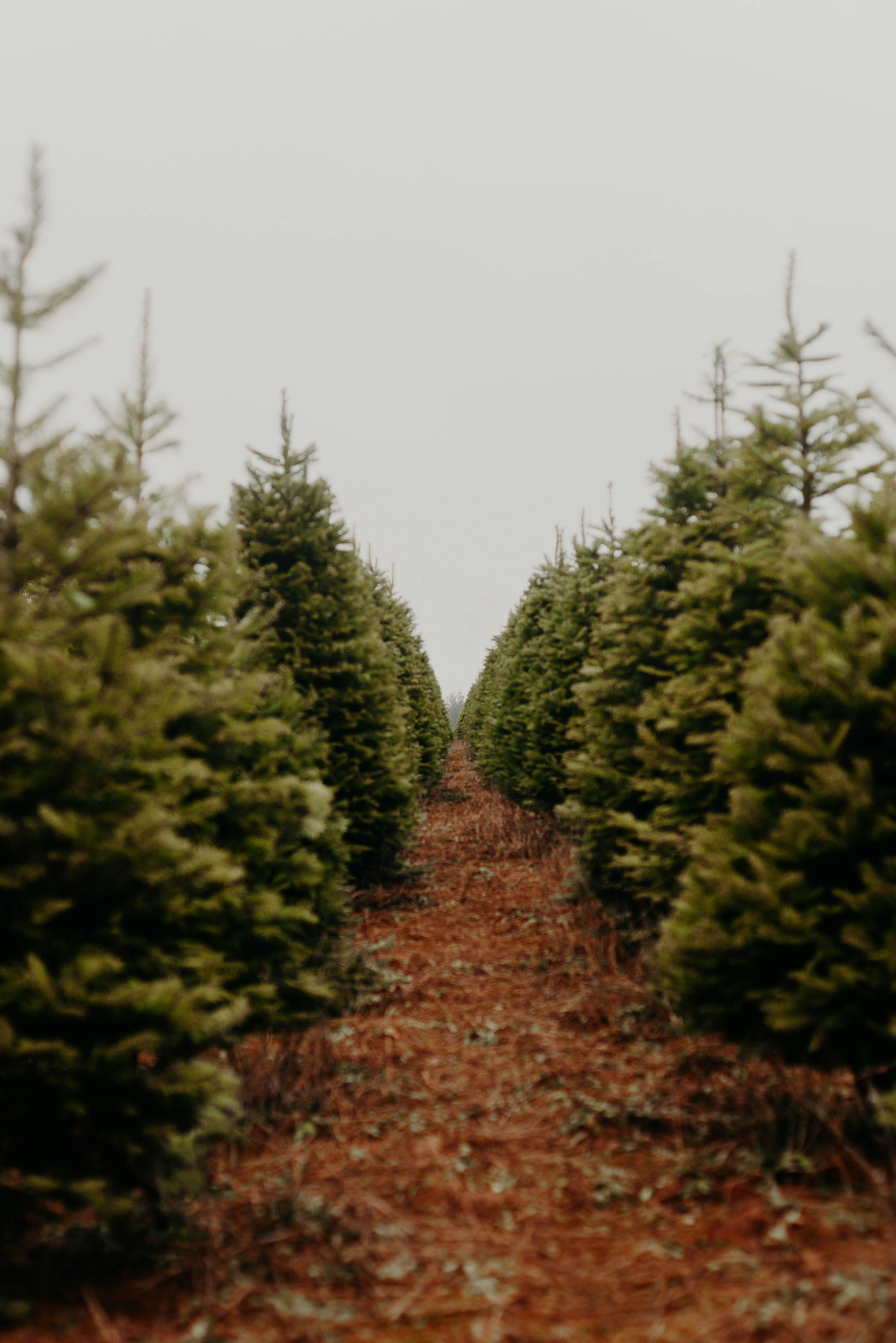green pine trees under white sky during daytime