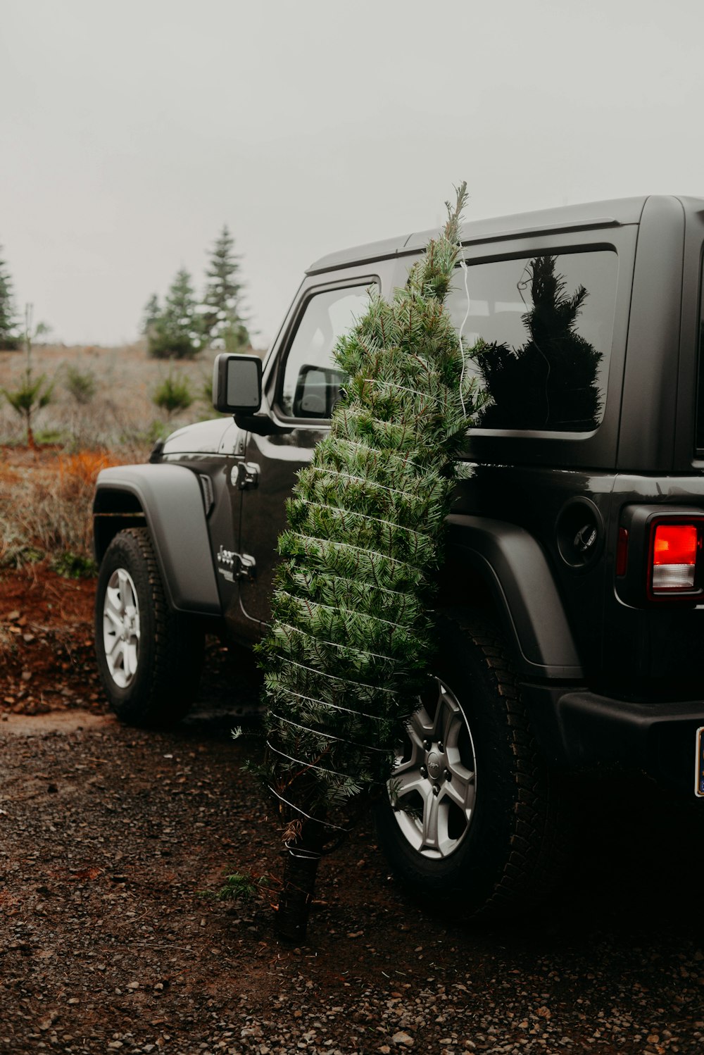 Planta verde en Jeep Wrangler negro
