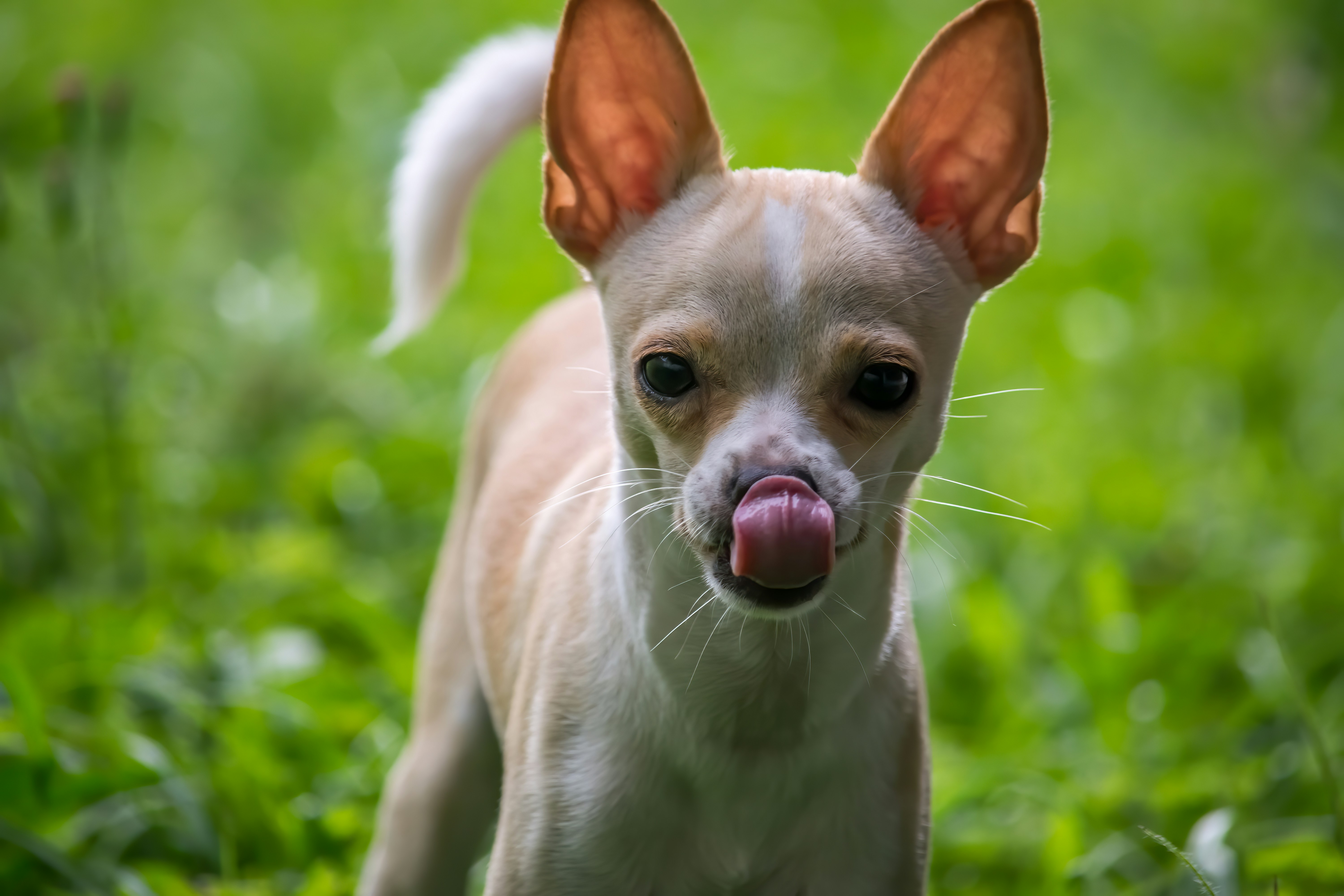 White And Brown Chihuahua Puppy Photo Free Medellin Image On Unsplash