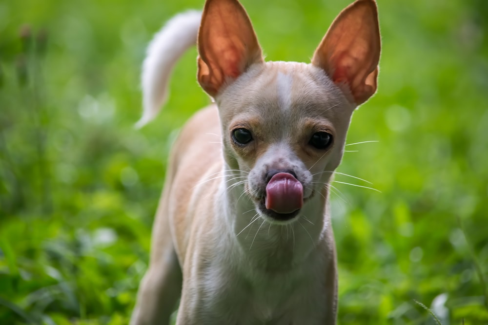 Weißer und brauner Chihuahua-Welpe