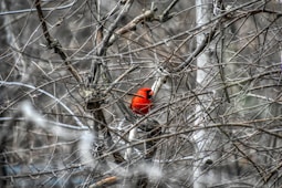 red cardinal bird on brown tree branch during daytime