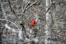 red cardinal bird on brown tree branch during daytime