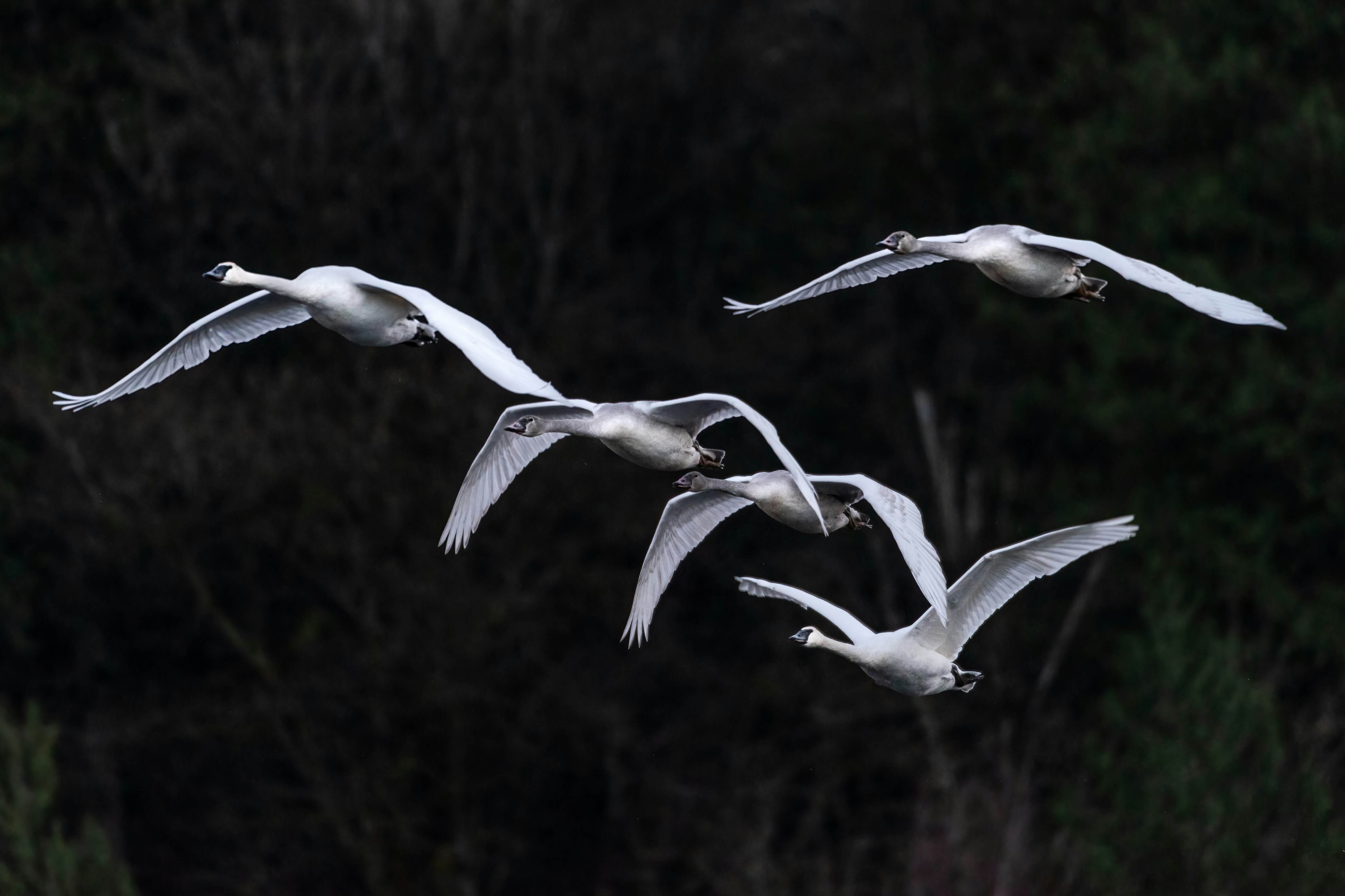 birds flying in their group formation 