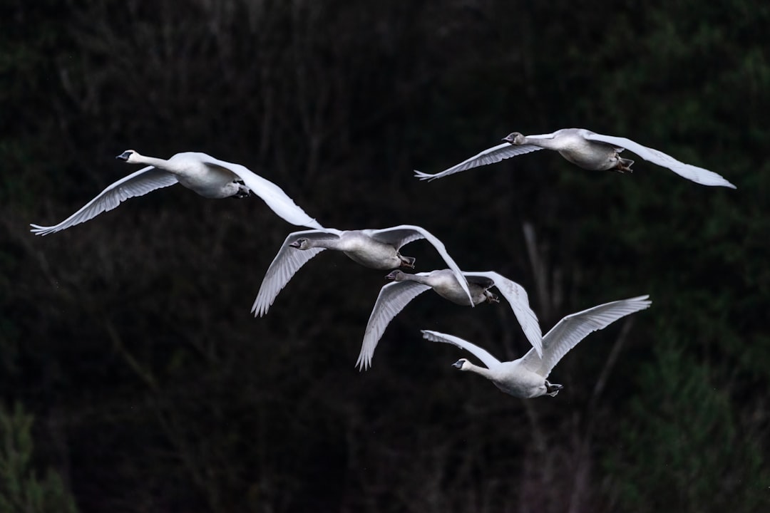 white birds flying during daytime