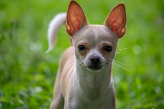A small, light-colored Chihuahua stands on a lush green grassy area, with its large expressive ears perked up and a curious expression on its face.