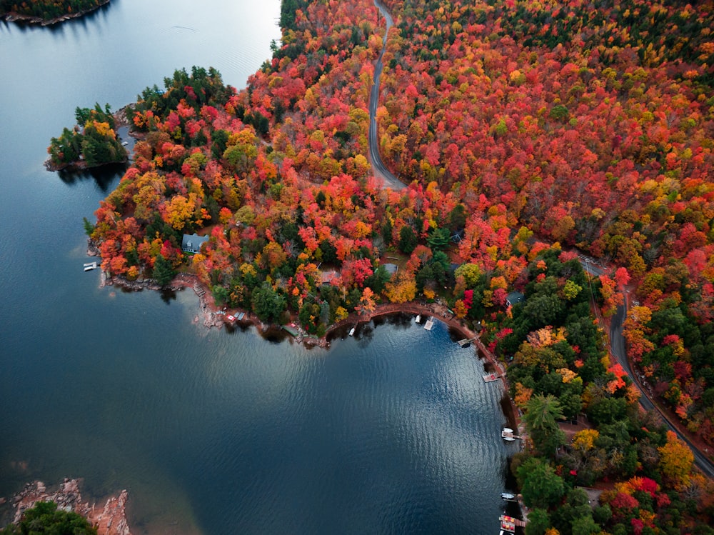 veduta aerea degli alberi e del fiume