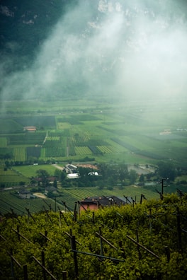 Lush green vineyards stretching across rolling hills in the Barossa Valley.
