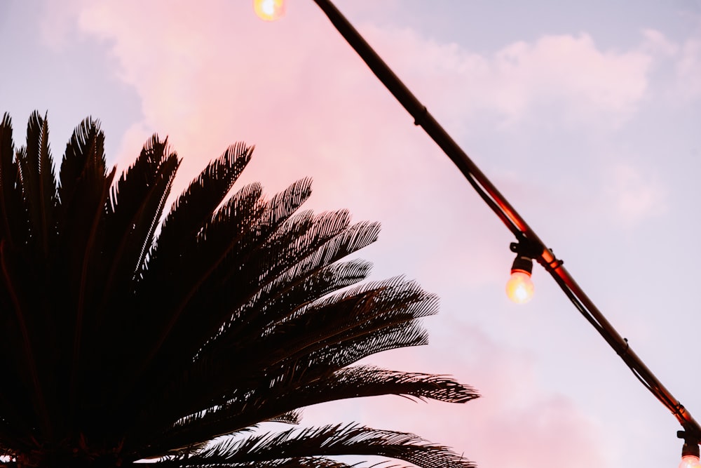 palm tree under cloudy sky during daytime