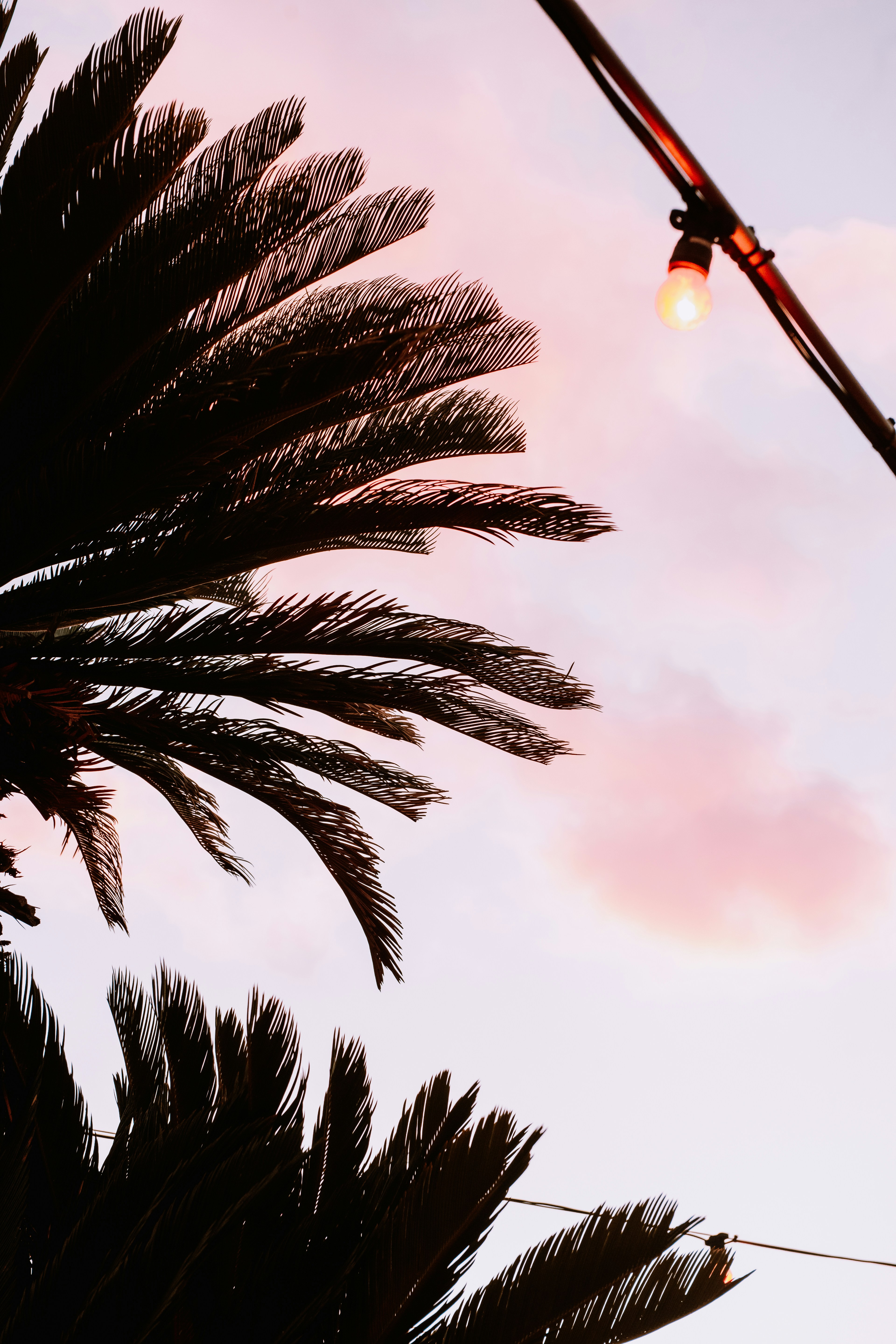 昼間の曇り空の下での緑のヤシの木