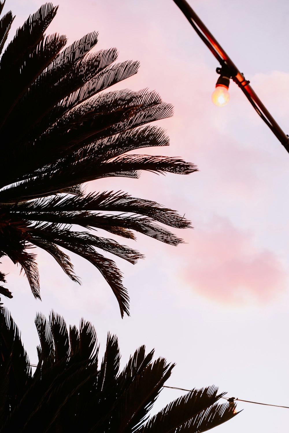 green palm tree under cloudy sky during daytime