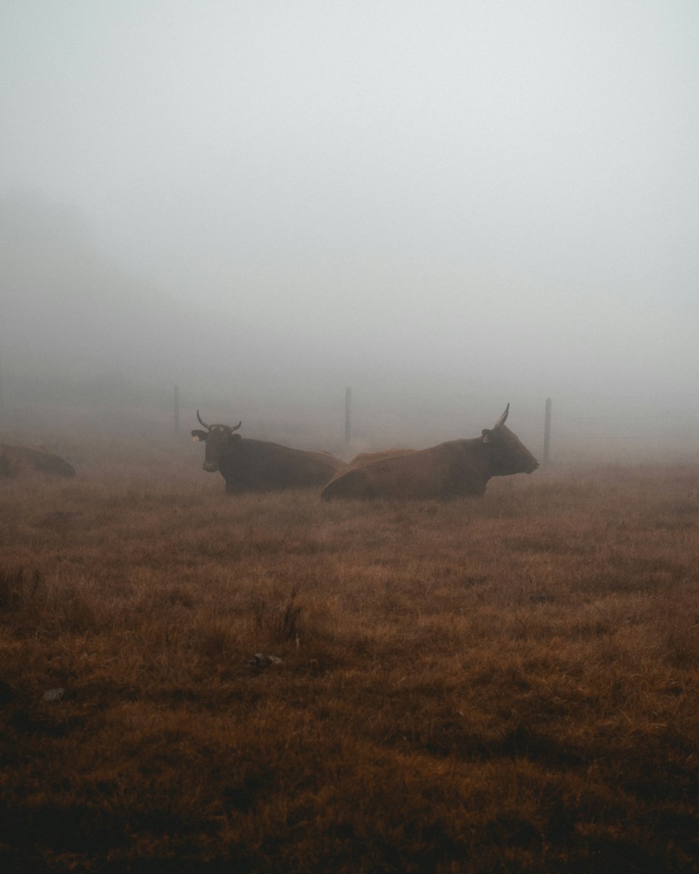 brown moose on brown grass field during daytime