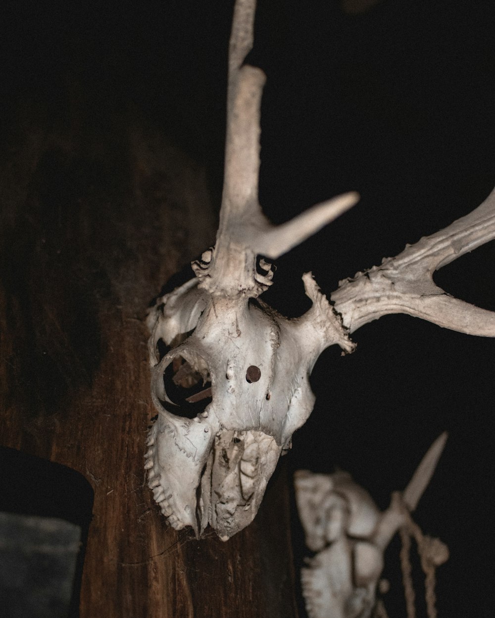white animal skull on brown wooden table