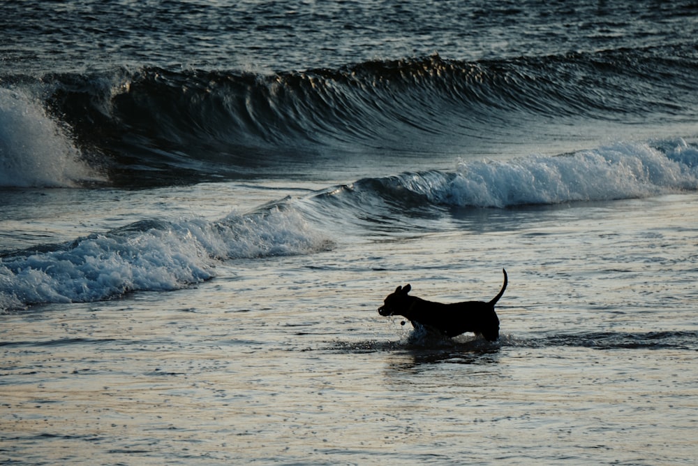 black short coat medium sized dog on water waves during daytime