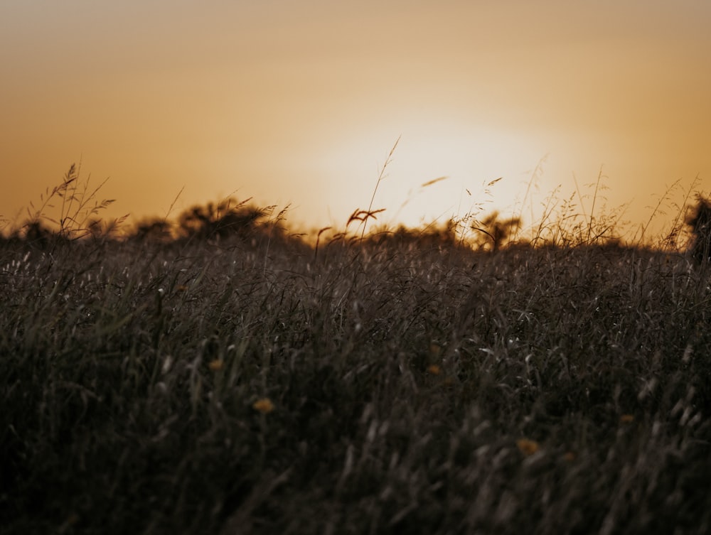 campo de grama marrom durante o pôr do sol