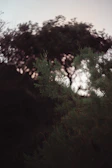 Volunteers planting trees at dusk with a cinematic black background