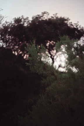 Volunteers planting trees at dusk with a cinematic black background