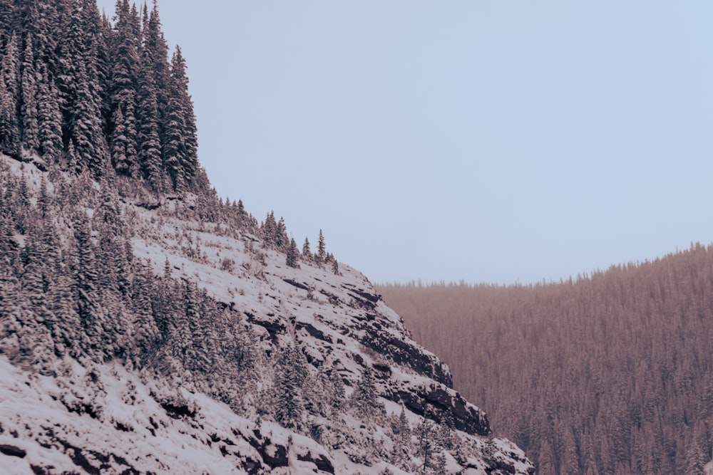 green trees on white snow covered mountain during daytime