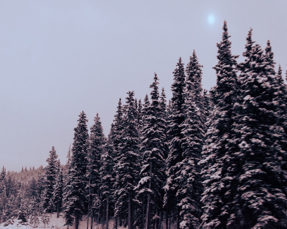 green pine trees on snow covered ground during daytime