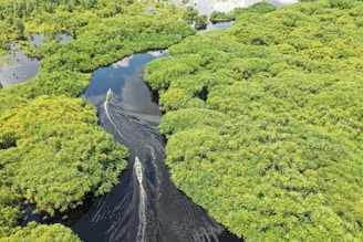green trees on gray soil