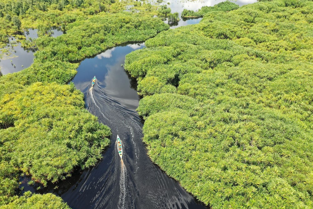 green trees on gray soil