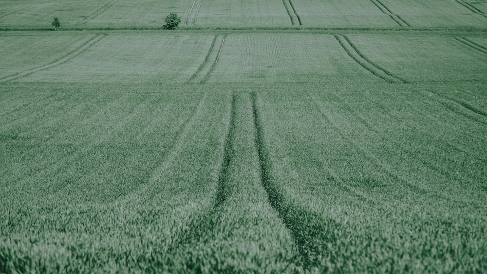 green grass field during daytime