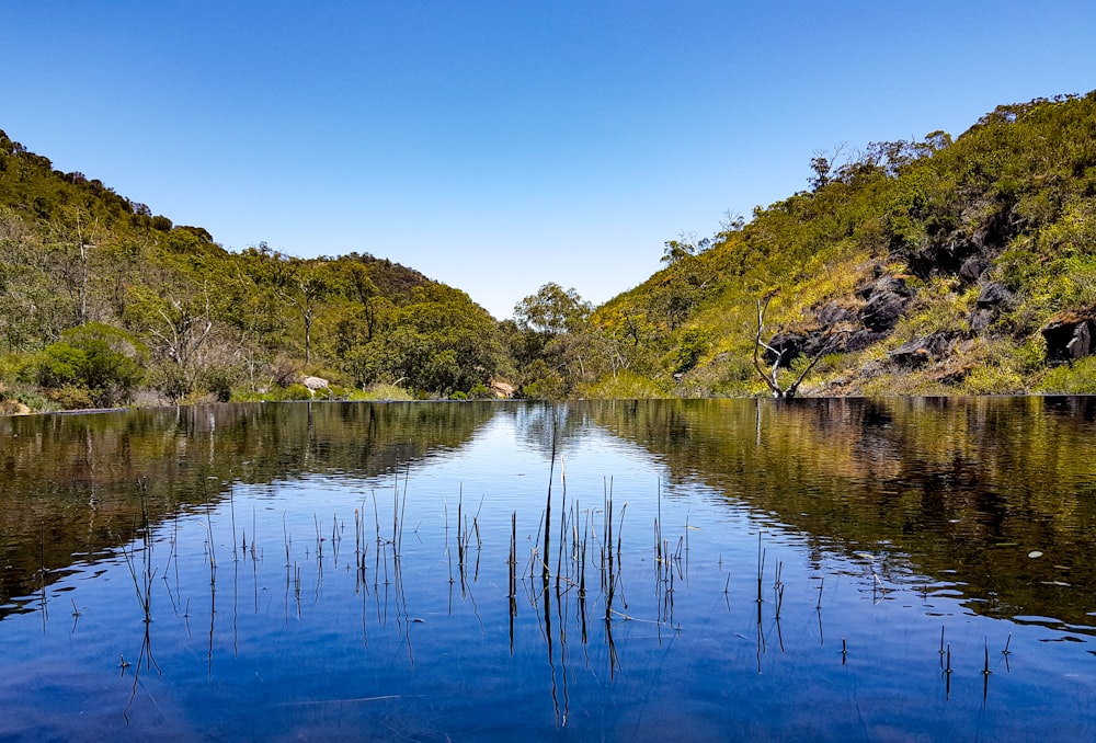 green trees beside lake under blue sky during daytime