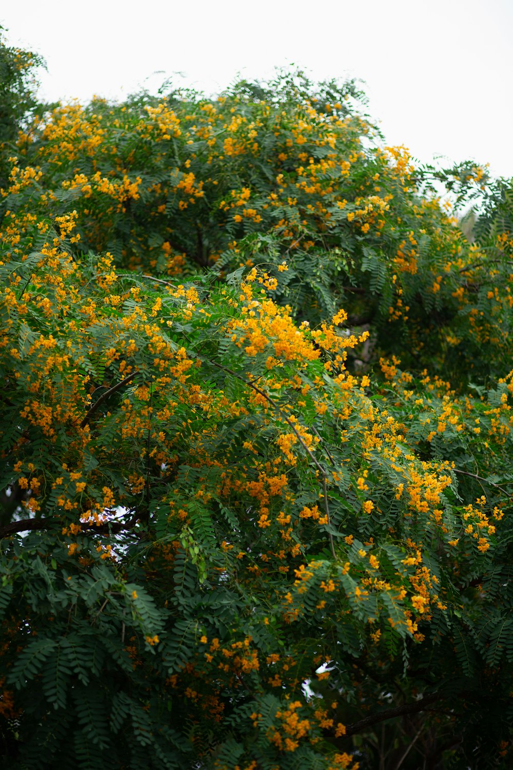 green and yellow leaf tree during daytime