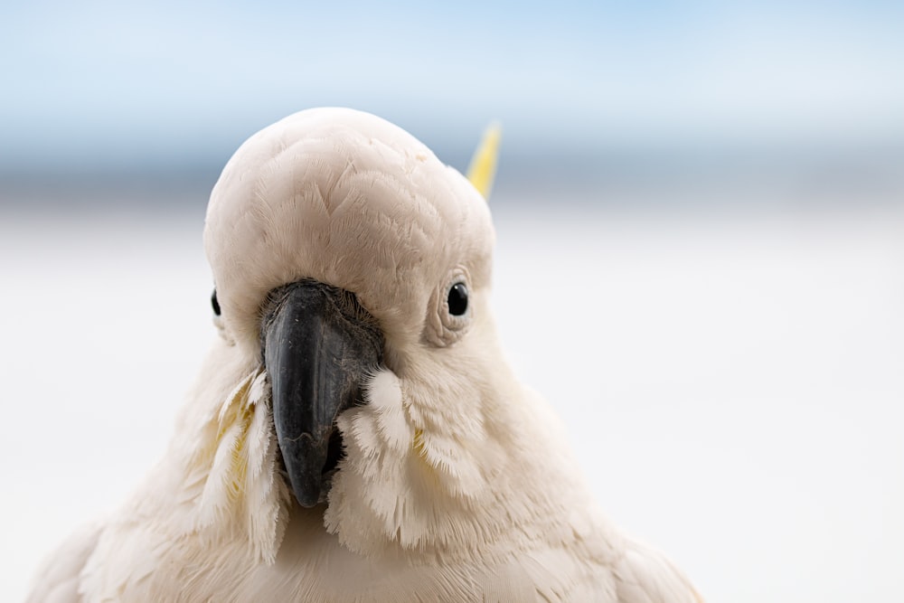 white bird with yellow beak