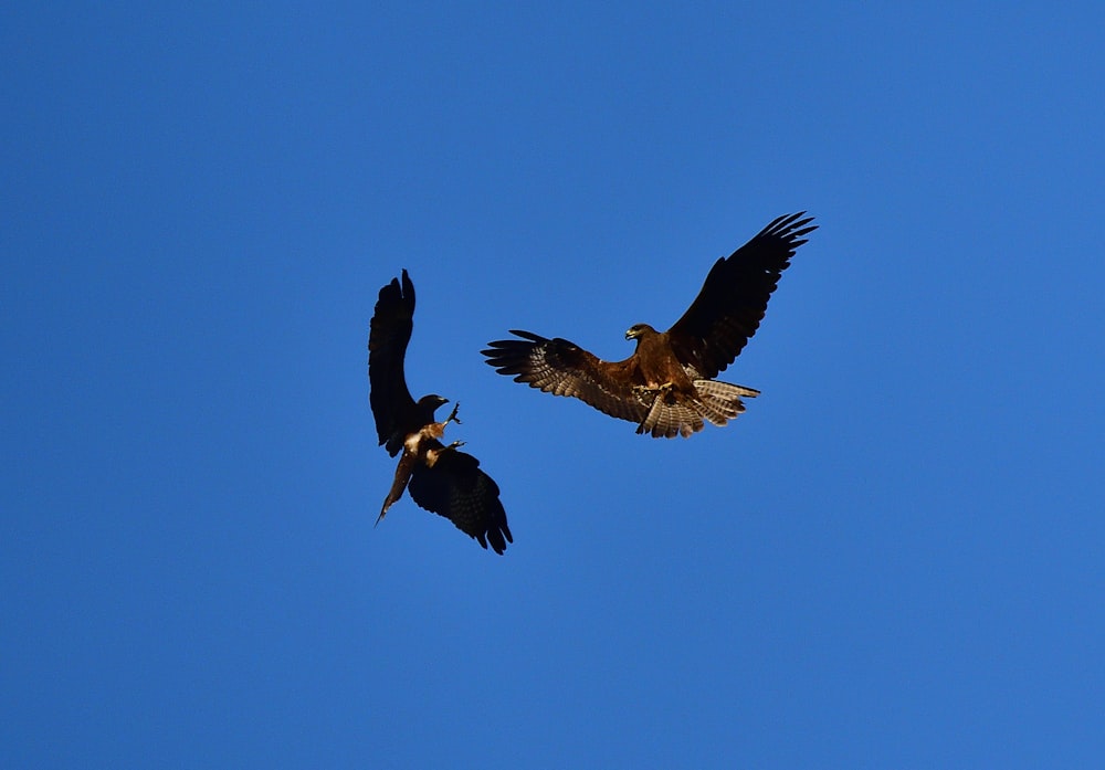 black and white bird flying under blue sky during daytime