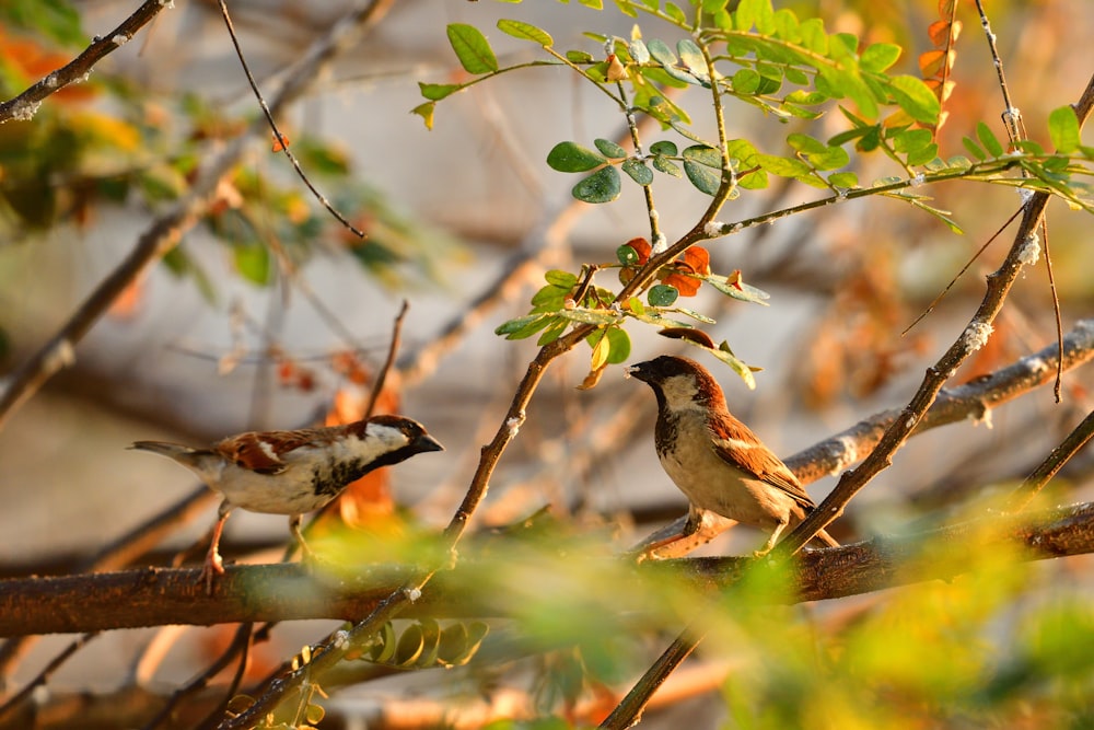three birds on tree branch during daytime