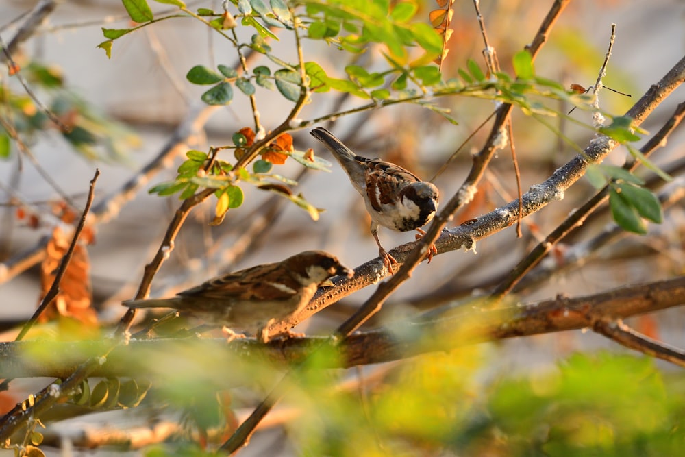 pájaro marrón y blanco en la rama de un árbol marrón durante el día