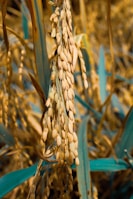 A close-up view of ripe rice grains hanging from stems, surrounded by long green leaves. The grains are golden in color and densely packed, hanging downward due to their weight. The background shows other stems and leaves, slightly out of focus, giving a natural and abundant appearance.