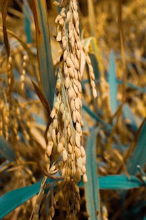 A close-up view of ripe rice grains hanging from stems, surrounded by long green leaves. The grains are golden in color and densely packed, hanging downward due to their weight. The background shows other stems and leaves, slightly out of focus, giving a natural and abundant appearance.