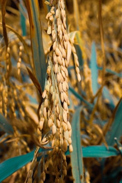 A close-up view of ripe rice grains hanging from stems, surrounded by long green leaves. The grains are golden in color and densely packed, hanging downward due to their weight. The background shows other stems and leaves, slightly out of focus, giving a natural and abundant appearance.