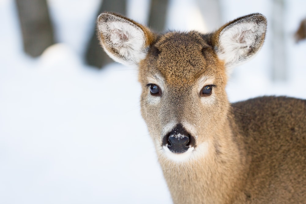 brown deer in snow covered field during daytime