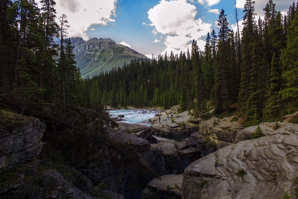 green pine trees near lake under blue sky during daytime