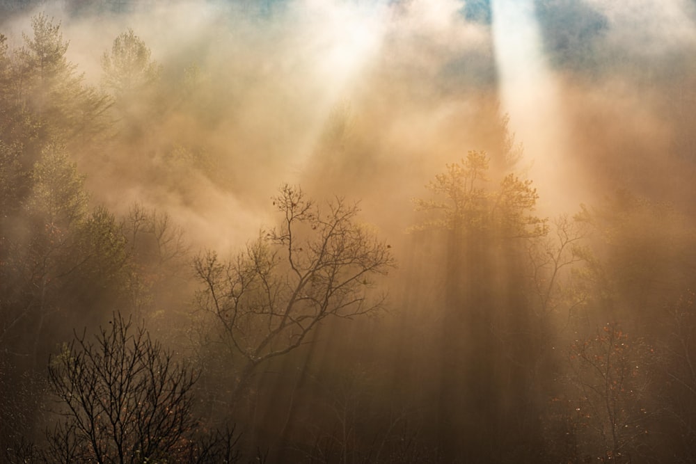 bare trees under cloudy sky during daytime