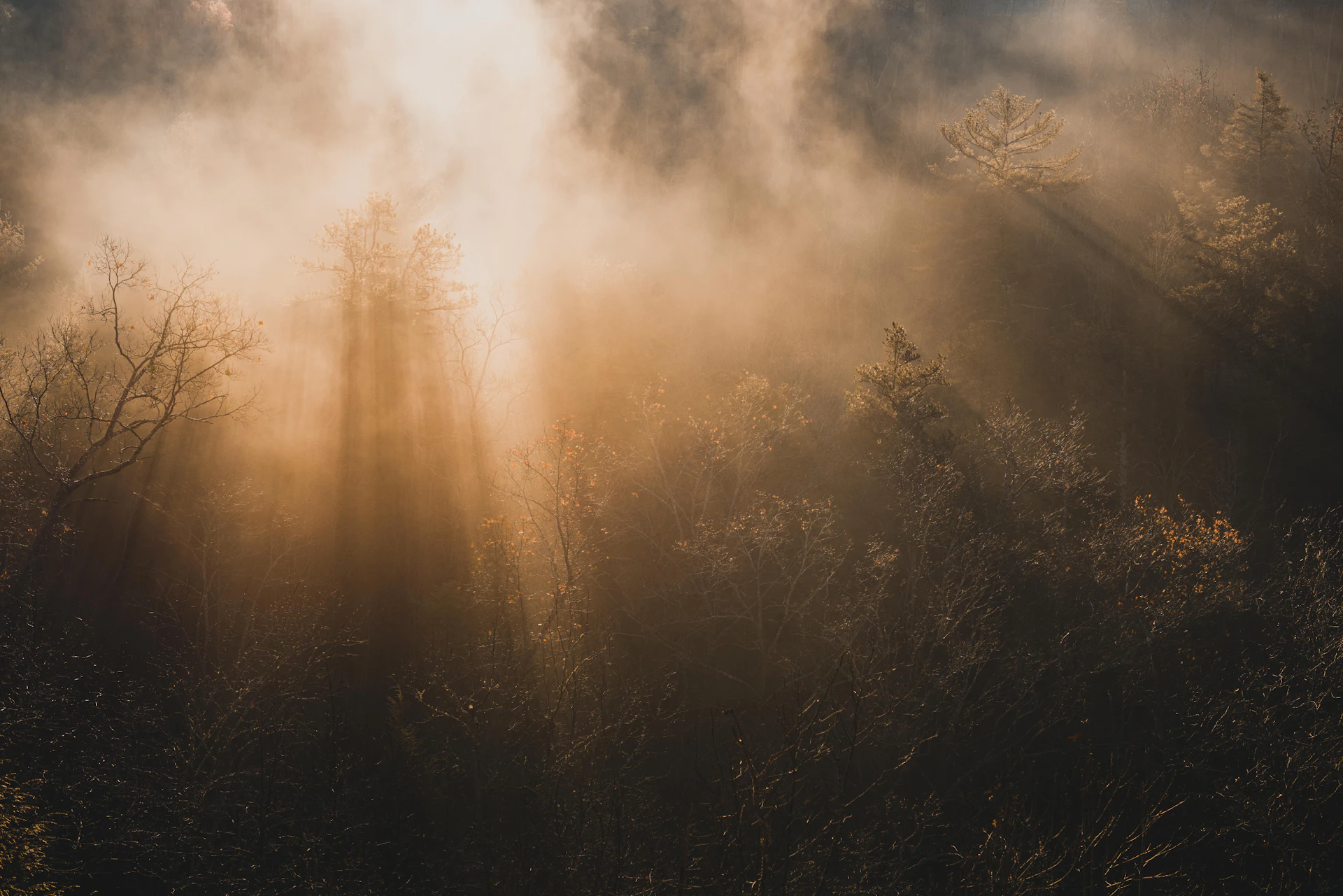 Golden hour light bathing a misty forest trail, with sunbeams filtering through tall, ancient trees.