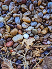 brown and gray stones on brown dried leaves