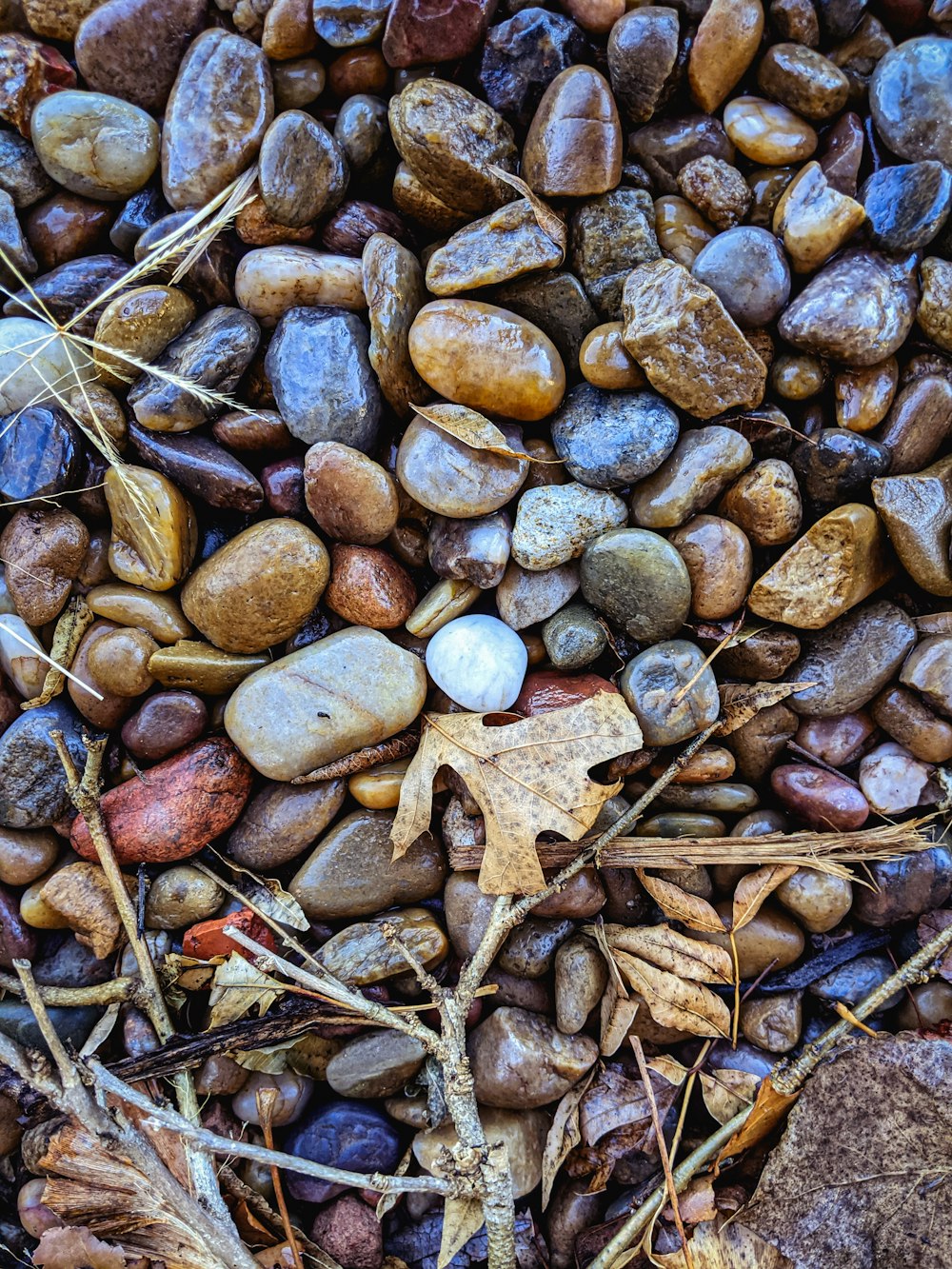 brown and gray stones on brown dried leaves