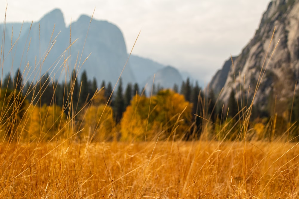 brown grass field near green trees and mountain during daytime