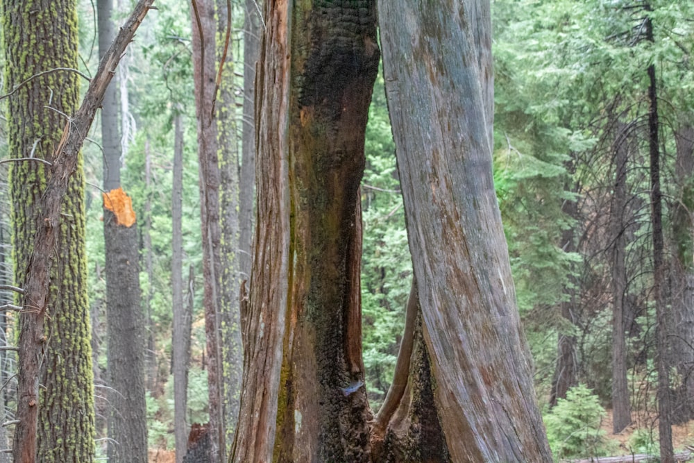 brown tree trunk during daytime