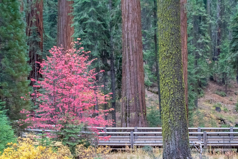 brown wooden bench near red leaf trees