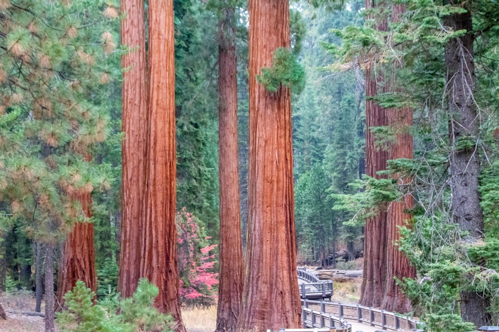 brown wooden bridge in the woods