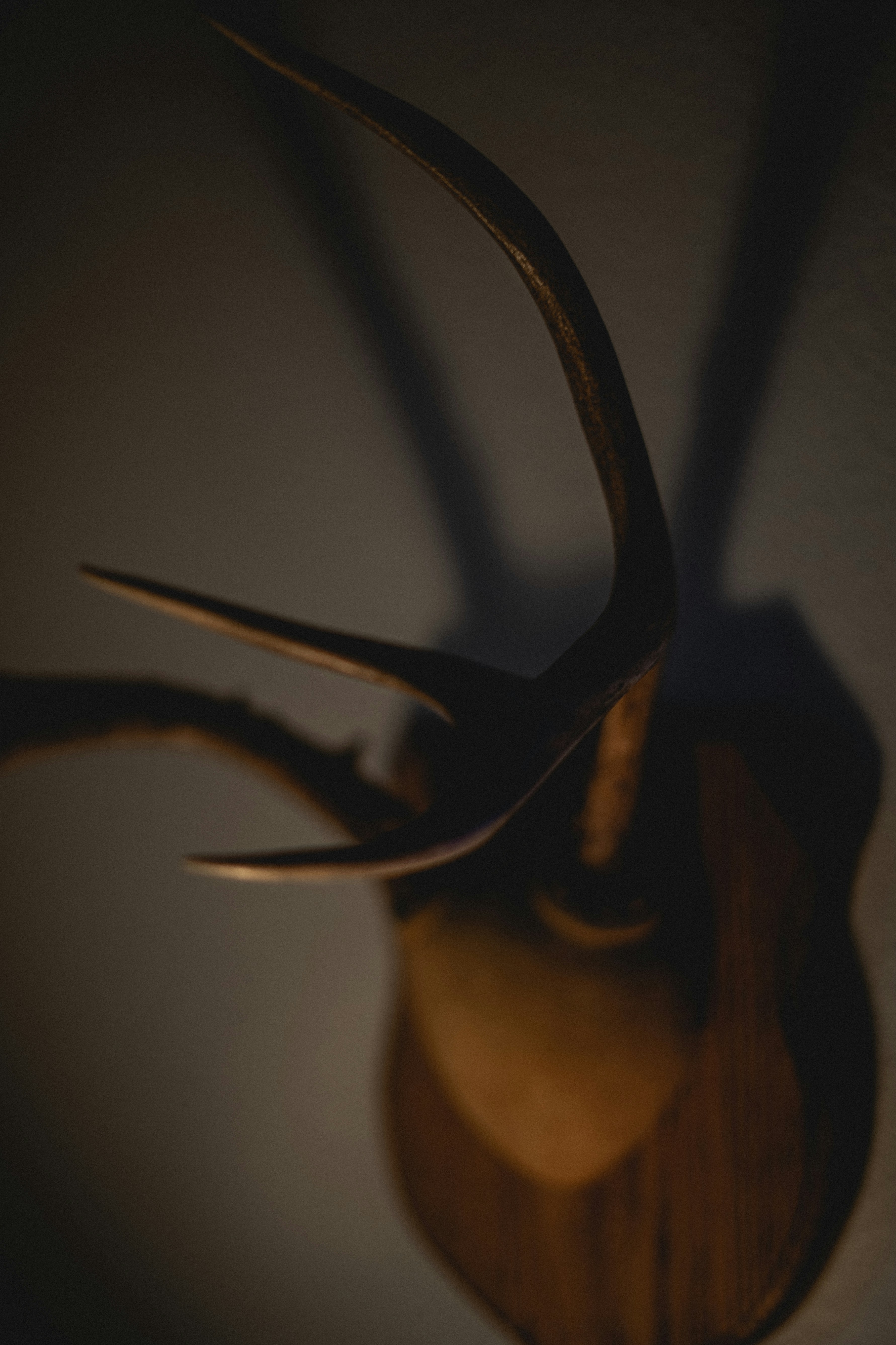 Photo by kalaniparker