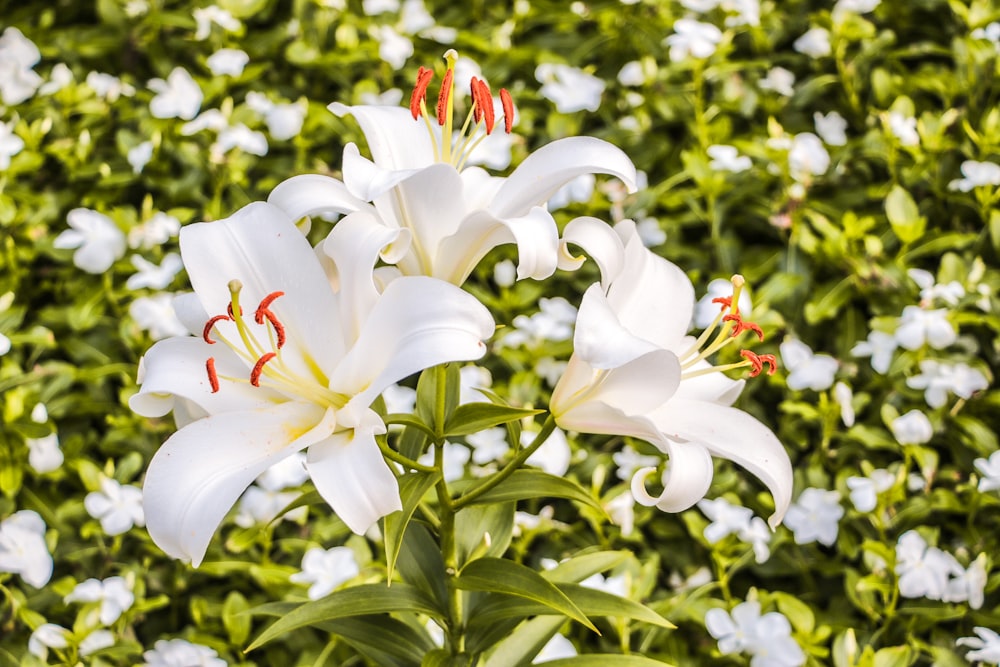 white flowers with green leaves