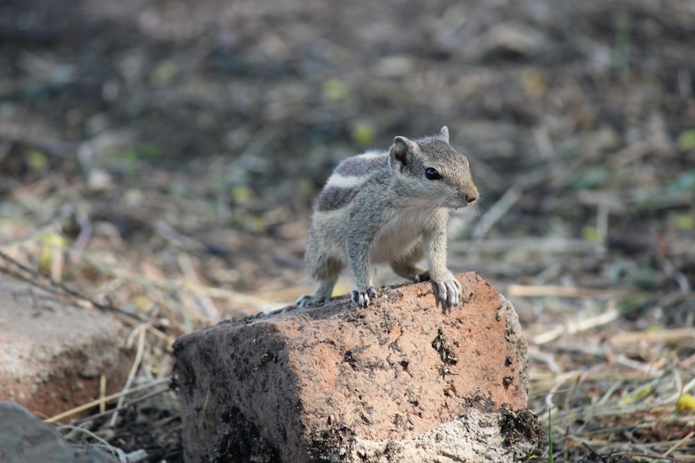 brown squirrel on brown rock during daytime