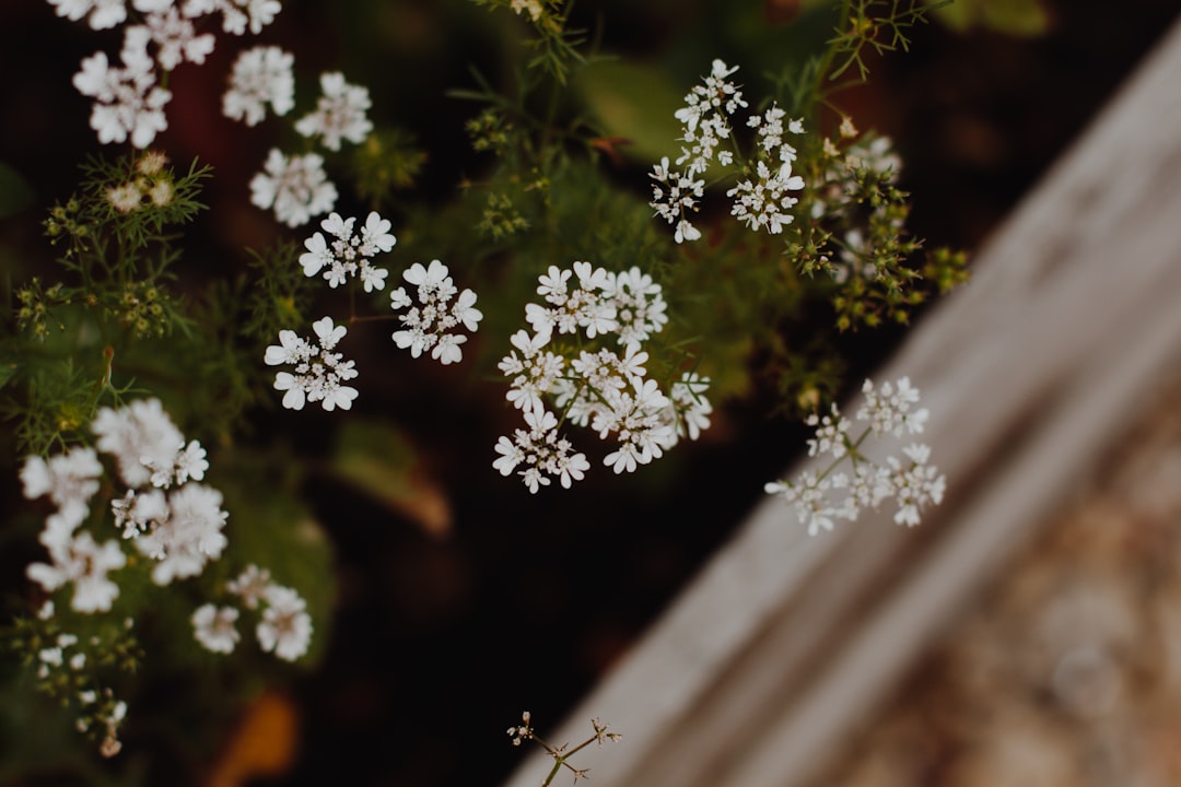 white and brown flower in tilt shift lens