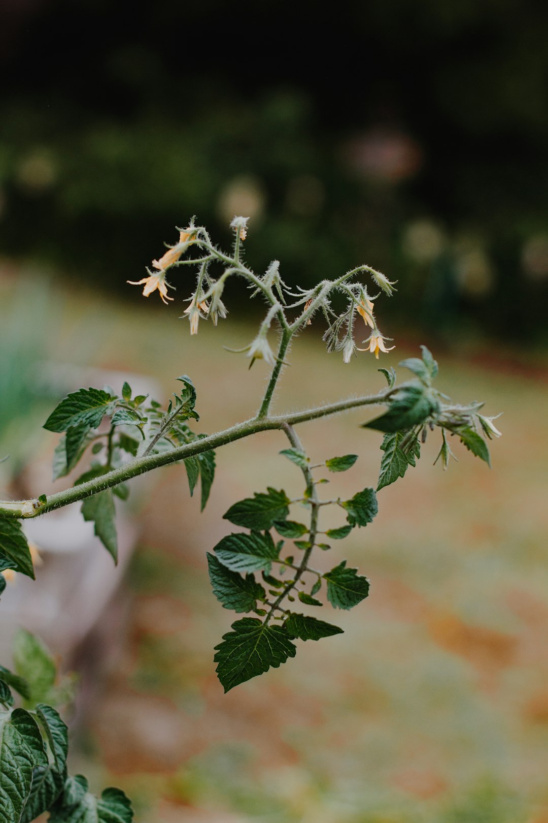 green plant in tilt shift lens