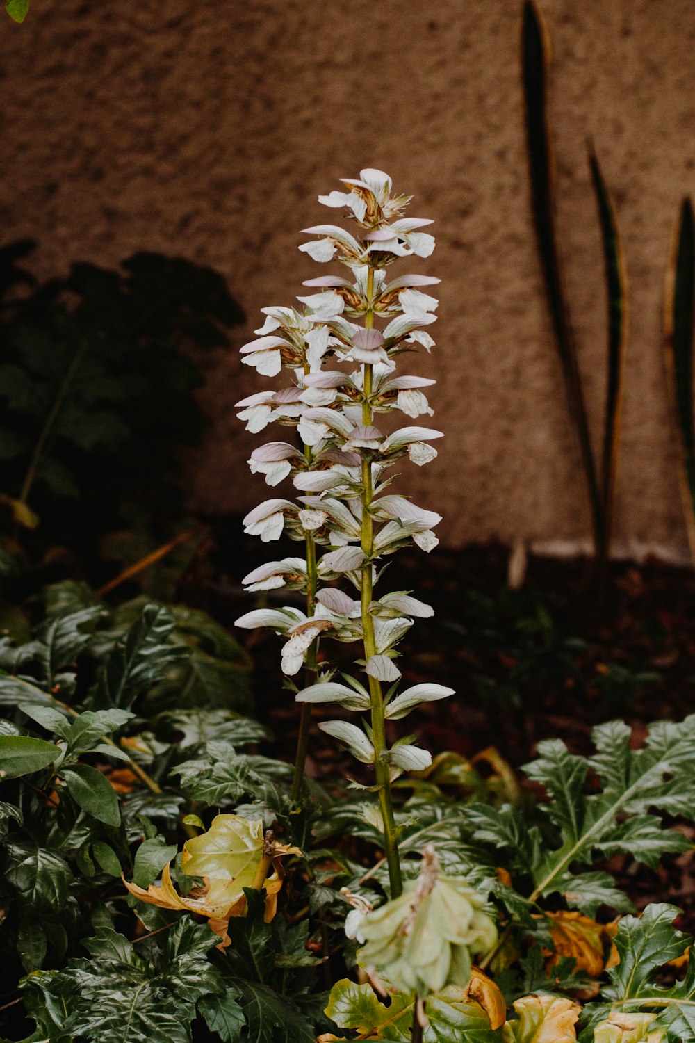 white flowers with green leaves